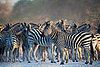 Creature Features: Zebra