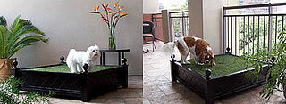Penthouse Indoor Potty: Spoiled Sweet or Spoiled Rotten