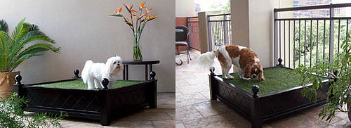 Penthouse Indoor Potty: Spoiled Sweet or Spoiled Rotten