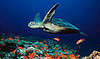 Creature Features: Sea Turtles