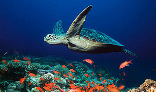 Creature Features: Sea Turtles