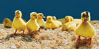 Weekly Petsugar Recap Quiz 2008-03-15 11:30:33