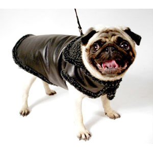 Springtime Coats for Pampered Poochies
