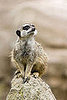 Guess Who 2008-04-07 07:00:55