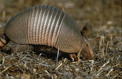 Armadillo Creature Features on Petsugar