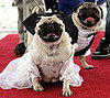 Weekly Petsugar Recap Quiz 2008-04-05 07:00:45