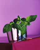 Basil Gimlet Basil Gimlet