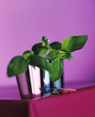 Basil Gimlet Basil Gimlet