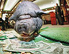Oink Oink! Congress Spends $17.2 Billion on Pet Projects
