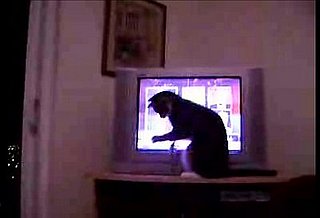Cat Not Happy With Stock Market News 