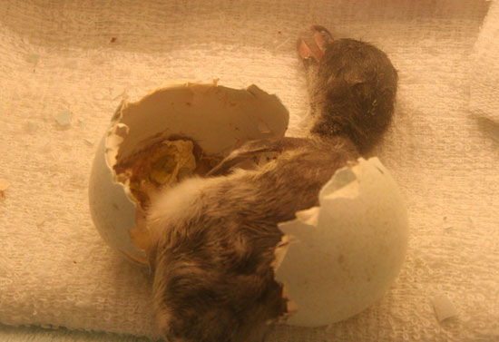 Guess What's Hatching?