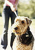 New Year’s Petsolution: Get in Shape