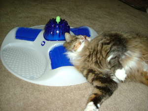 Pampered Pals: Cat Spa