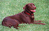 Think You Know Your Presidential Pets, Part II?