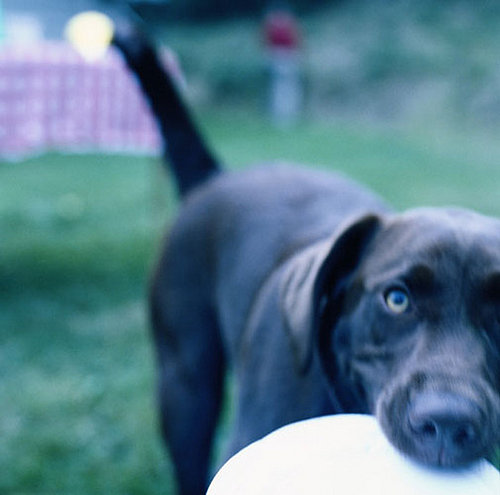 Busy Bees: Disc-Dog-in-Training