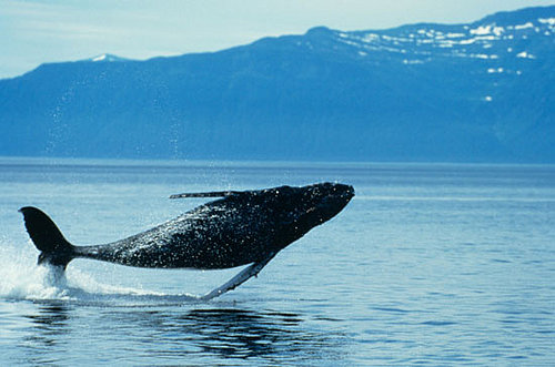 To the Rescue: Choosing a Whale Watching Tour