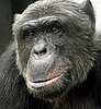 Association Against Animal Factories Cannot be Appointed Matthew Hiasl Pan's Trustee
