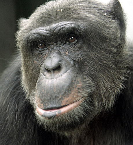Association Against Animal Factories Cannot be Appointed Matthew Hiasl Pan's Trustee