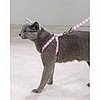 To the Rescue: Leashes Aren't Just for the Dogs