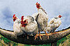 Crazy Chicken Sayings