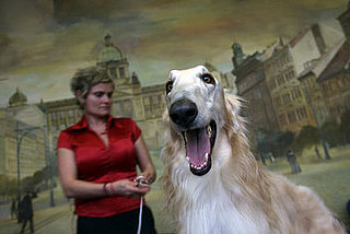 Guess What Dog?