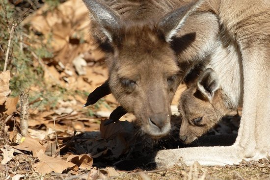 dwp kangaroo 010208