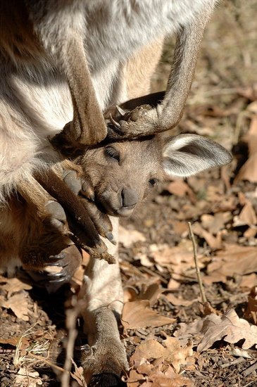 dwp kangaroo 010208