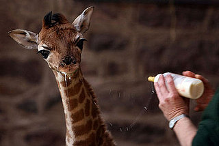 Baby Giraffe Goes for Sloppy Seconds