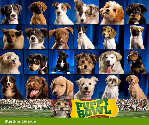 These Dogs are Ready to Rumble