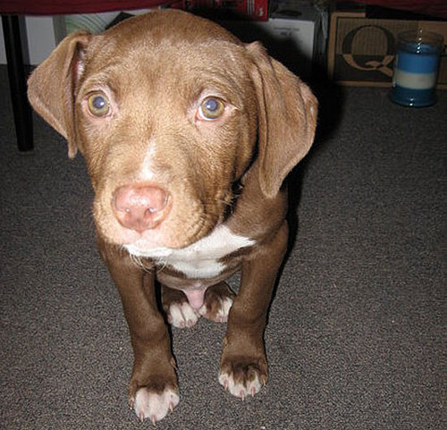 Baby Brody: Pet of the Week