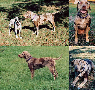Out and About: Louisiana's Catahoula Leopard Dog
