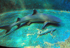 The Scoop: Shark Virgin Welcomes Baby!