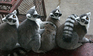 Guess What Species?