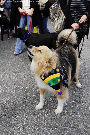 mardi_gras_barkus_parade-005 mardi_gras_barkus_parade-005