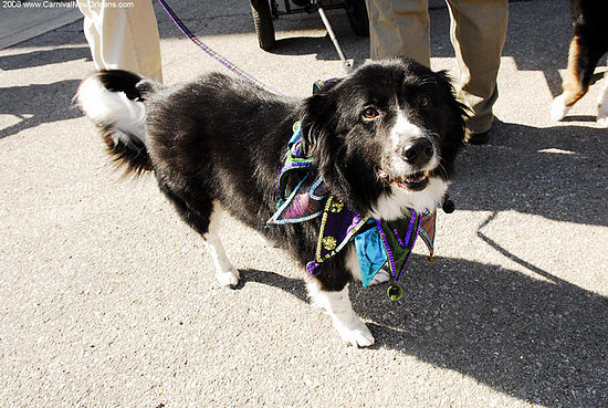 mardi_gras_barkus_parade-009 mardi_gras_barkus_parade-009
