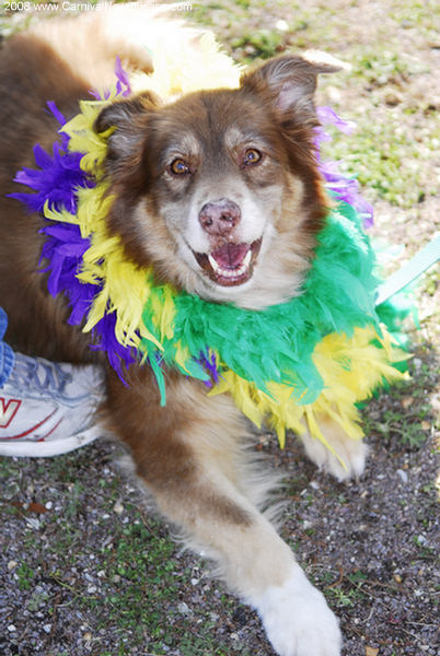 mardi_gras_barkus_parade-029 mardi_gras_barkus_parade-029