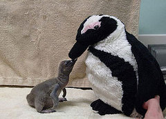 Video: Feathers Fly for Baby Penguin Kisses!