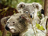 The Scoop: The World's Only Blue-Eyed Koala