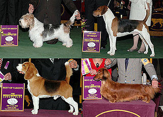 2008 Westminster Winners: Hound Group