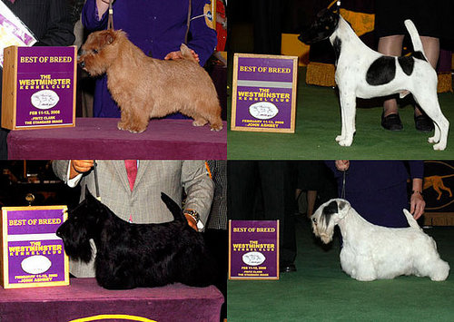 2008 Westminster Winners: Terrier Group