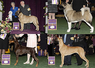 2008 Westminster Winners: Working Group