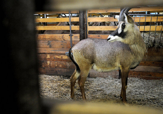 Guess What Animal?