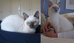 Help DearSugar Name New Kittens!