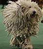 Guess What Breed?