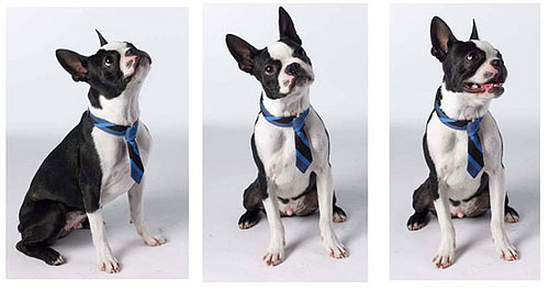 Trend Setters: The Good Life Collar