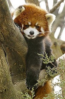 Creature Features: Red Pandas