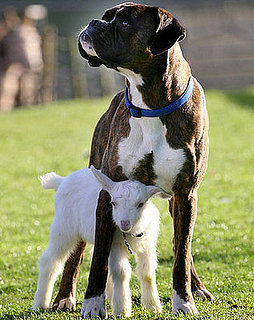 The Scoop: Lilly Goat's Ruff!