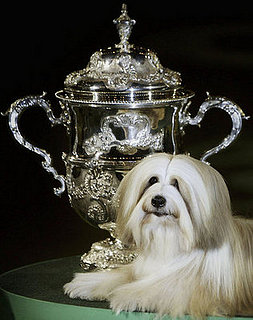 Guess What Breed?