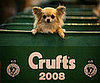 PetSugar's Crufts 2008 Cheat Sheet