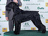 2008 Crufts Winner: Best in Show! 